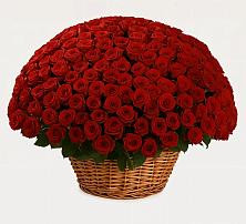 Премиум букет из: Розы в Искре Курской области